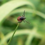 Як уберегтися від кліщів